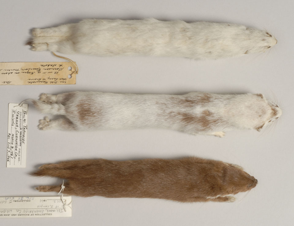Seasonal coloration of least weasel fur