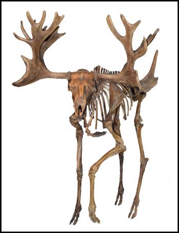 Reconstructed skeleton of a stag-moose, Cervalces scotti, on display at the Indiana State Museum in Indianapolis