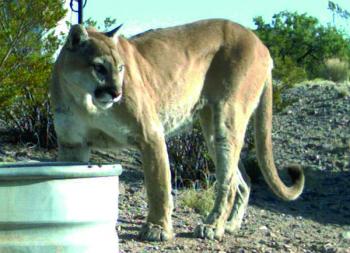 Mountain Lion, captured by remote camera
