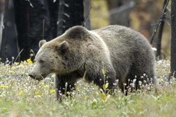 grizzly bear explore the ice age midwest