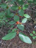 Russet buffaloberry, Shepherdia canadensis