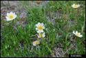 White mountain-avens (Dryas integrifolia)