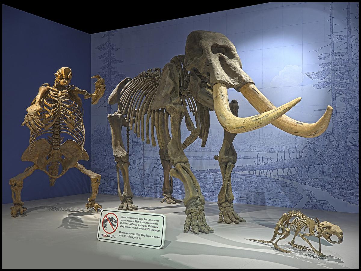 Late Pleistocene Mammals | Explore the Ice Age Midwest