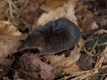 Arctic Shrew | Explore the Ice Age Midwest Arctic Shrew | Explore the Ice Age Midwest
