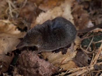 Arctic shrew