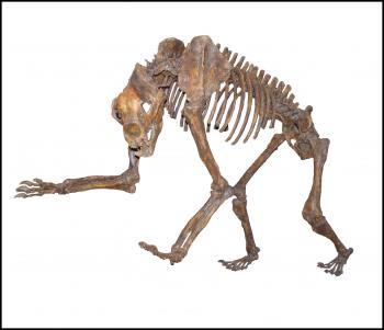 Arctodus simus, Short-faced bear