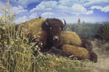 Bison in Midwestern Tallgrass Prairie, Illinois State Museum.