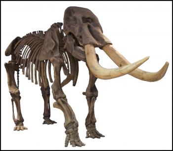 American mastodont, Mammut americanum