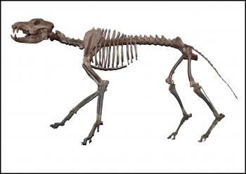 Canis dirus from Megenity Peccary Cave, southern Indiana. On display at the Indiana State Museum.
