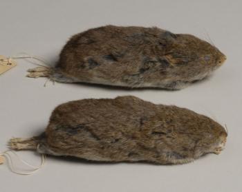 Heather vole, Phenacomys intermedius