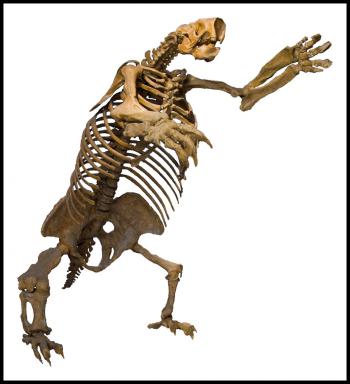 Jefferson's ground sloth, Megalonyx jeffersonii