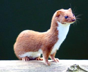 Weasel - A Wiki of Ice and Fire