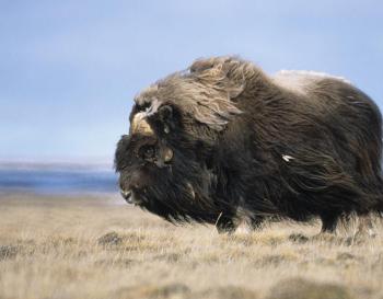 Tundra Muskox | Explore the Ice Age Midwest Tundra Muskox | Explore the Ice Age Midwest