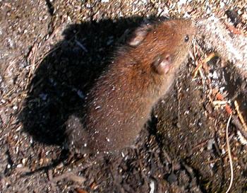 Red-backed vole