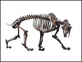 Smilodon fatalis, Sabertoothed cat