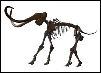 Woolly mammoth, Mammuthus primigenius