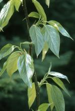 Balsam poplar, Populus balsamifera Balsam poplar, Populus balsamifera