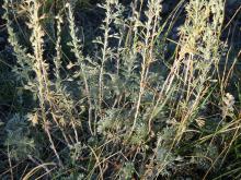 Prairie sagewort (Artemisia frigida)