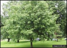 Hop hornbeam (Ostrya virginiana)