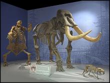 Pleistocene mammals on display in the ISM Changes exhibit, Springfield