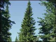 White spruce