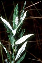 Sageleaf willow, Salix candida Sageleaf willow, Salix candida