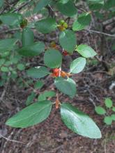 Russet buffaloberry, Shepherdia canadensis