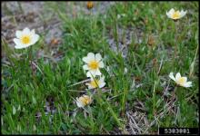 White mountain-avens (Dryas integrifolia)