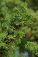Common juniper, Juniperus communis