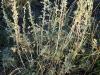 Prairie sagewort (Artemisia frigida)