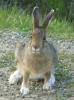 Snowshoe hare with summer coloration